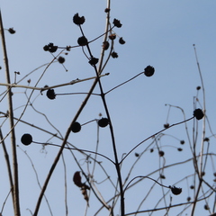 Cephalanthus occidentalis