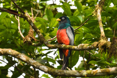 Trogon comptus