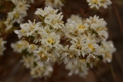 Triptilion gibbosum