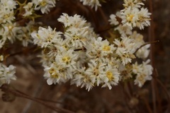 Triptilion gibbosum
