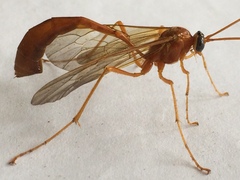 Enicospilus americanus-complex