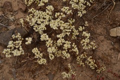 Triptilion gibbosum