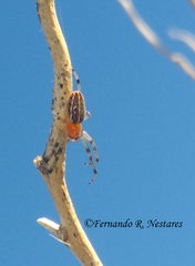 Alpaida veniliae