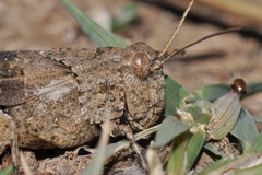 Oedipoda charpentieri