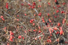 Rosa canina