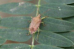 Supputius cincticeps