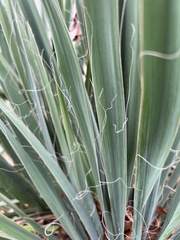 Yucca filamentosa