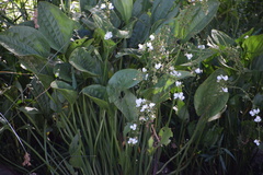 Echinodorus grandiflorus