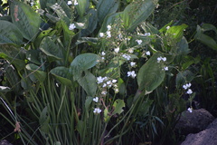 Echinodorus grandiflorus