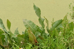 Rumex hydrolapathum