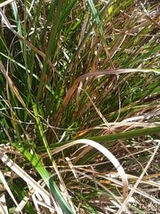 Carex appressa