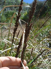 Carex appressa