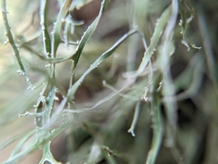 Ramalina anceps