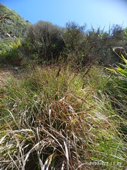 Carex appressa