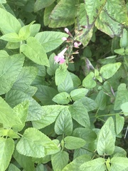 Salvia coccinea