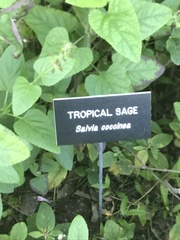 Salvia coccinea