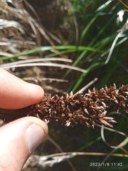 Carex appressa