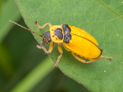 Chauliognathus flavipes