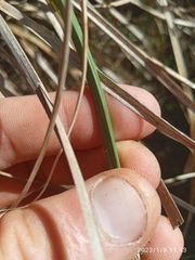 Carex appressa