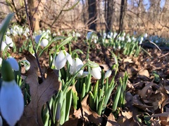 Galanthus elwesii