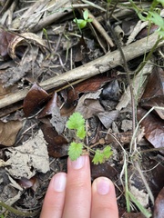Urtica sykesii