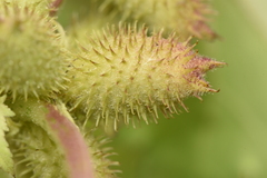 Xanthium orientale