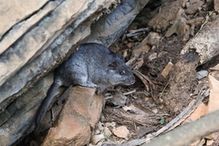 Thrichomys apereoides