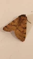 Canararctia rufescens