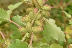Xanthium orientale