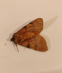 Canararctia rufescens