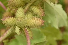 Xanthium orientale