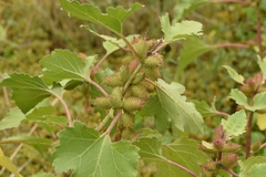 Xanthium orientale