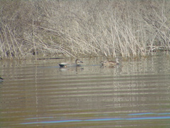 Mareca strepera strepera