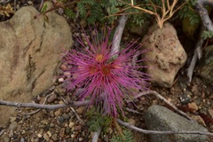 Calliandra chilensis