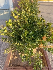 Buxus