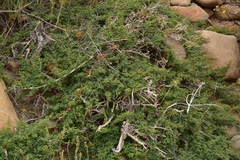 Calliandra chilensis
