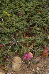 Calliandra chilensis
