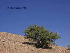 Vachellia tortilis raddiana