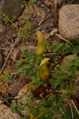Calliandra chilensis