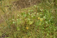 Xanthium orientale