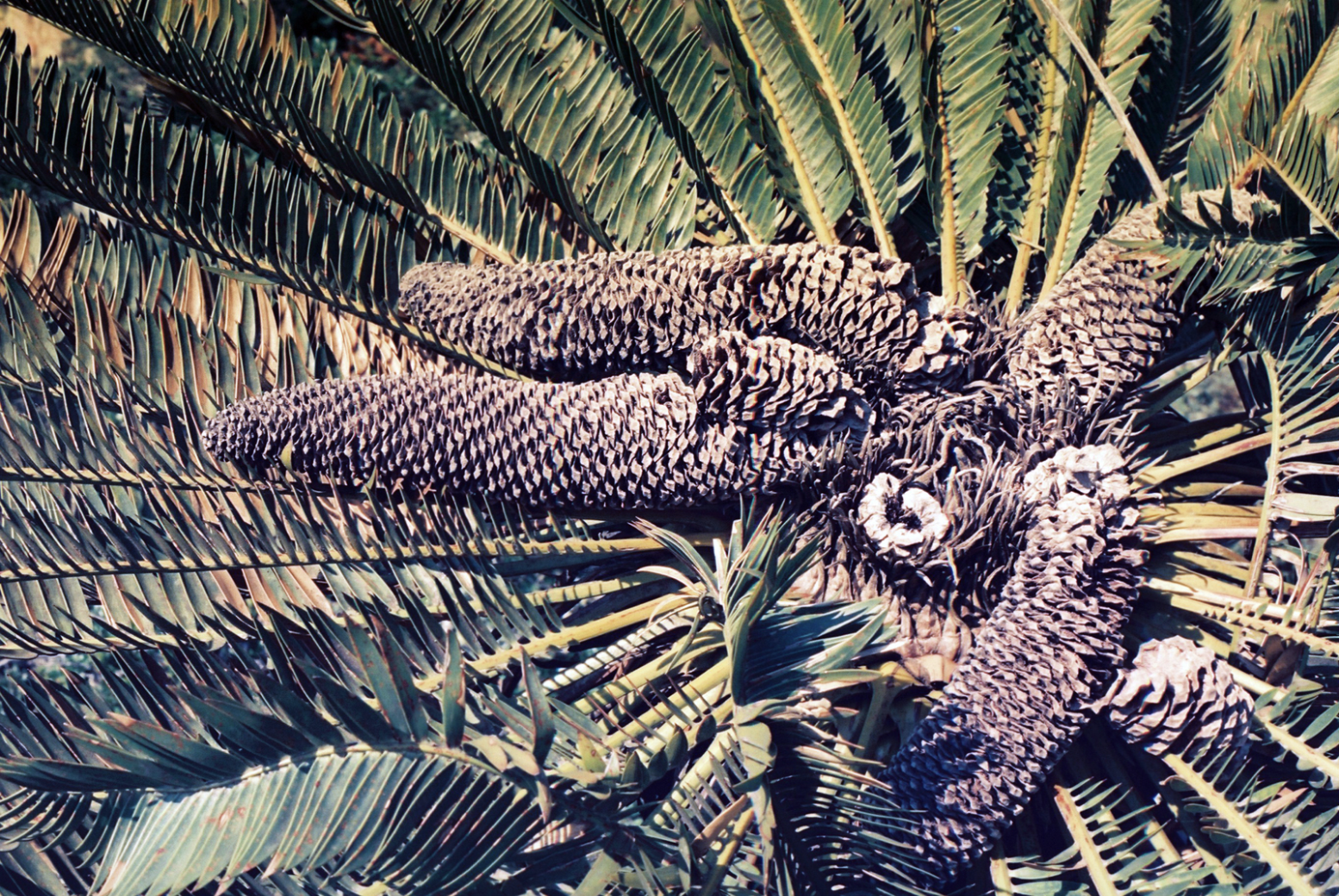 Encephalartos brevifoliolatus