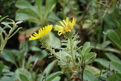 Grindelia stricta