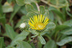 Grindelia stricta