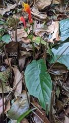 Centropogon granulosus