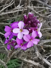 Erysimum scoparium