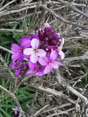 Erysimum scoparium