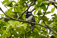 Notharchus pectoralis