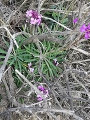 Erysimum scoparium