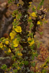 Oxalis gigantea