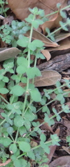 Galium virgatum